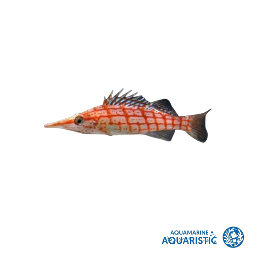 Longnose Hawkfish (Oxycirrhites typus)