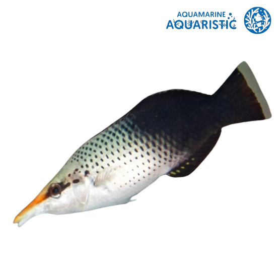 Birdnose wrasse (Gomphosus varius) FEMALE