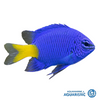 Yellow tail blue damselfish (Chrysiptera parasema)