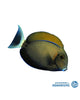 Bariene Tang (Acanthurus bariene)