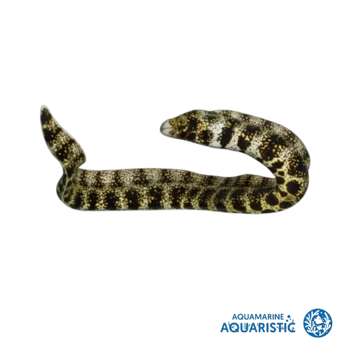 Snowflake Eel (Echidna nebulosa)