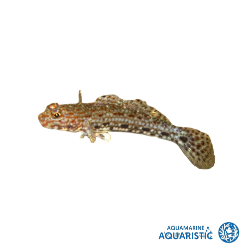 Decorated goby (Istigobius decoratus)