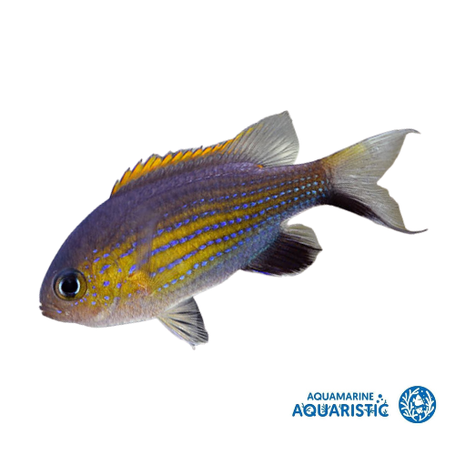 Vanderbilt's Chromis (Chromis vanderbilti)