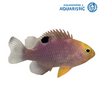 Smiths Damselfish (Pomacentrus smithi)