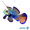 Green Mandarin (Synchiropus splendidus)