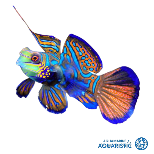 Green Mandarin (Synchiropus splendidus)