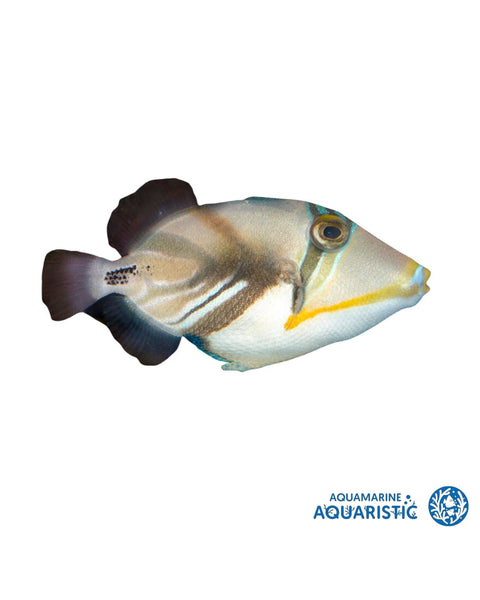 Picasso Trigger (Rhinecanthus aculeatus)