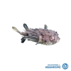 Porcupine Pufferfish – Golfball Size