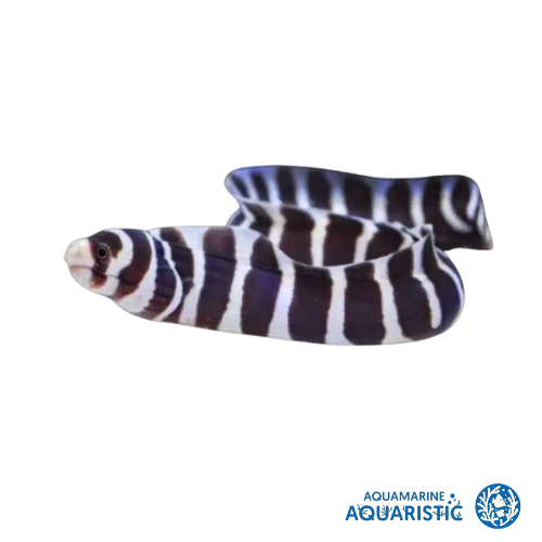 Zebra Eel (Gymnomuraena zebra)