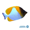 Pyramid Butterfly (Hemitaurichthys polylepis) REEF SAFE