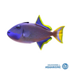 Male Blue Jaw Triggerfish (Xanthichthys auromarginatus)