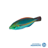 blueline wrasse (Stethojulis albovittatus)