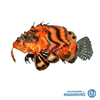 Fu Manchu Lionfish (Dendrochirus biocellatus)
