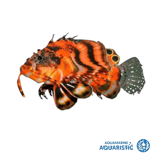 Fu Manchu Lionfish (Dendrochirus biocellatus)