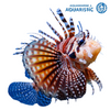 Zebra Lionfish (Dendrochirus zebra)