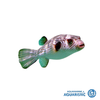 Narrow-lined pufferfish