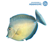 Unicorn Tang (Juvenile) (Naso Unicornis)