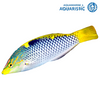 Checkerboard wrasse (Halichoeres hortulanus)