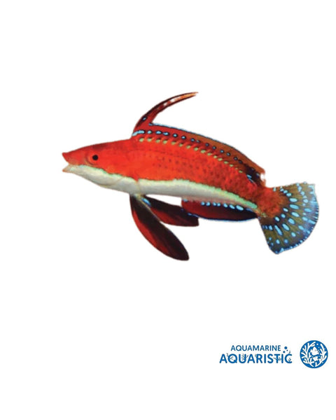 Ruby Longfin Fairy Wrasse (Cirrhilabrus rubrisquamis)