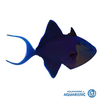 Niger Triggerfish (Odonus niger)