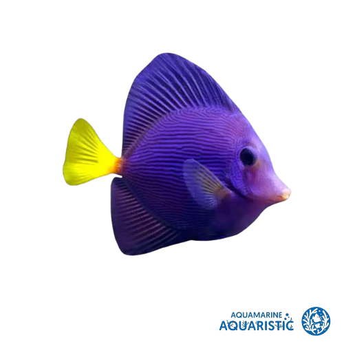 Juvenile - Purple Tang (Zebrasoma xanthurum)