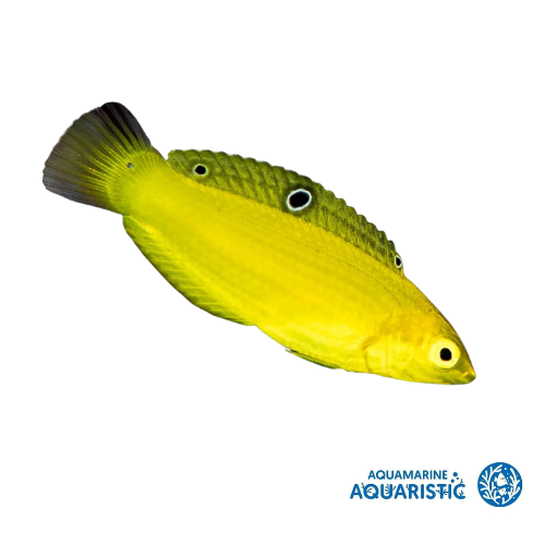 Banana wrasse (Halichoeres chrysus)