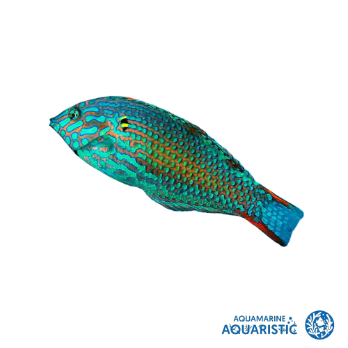 Male Green Leopard wrasse (Macropharyngodon meleagris)