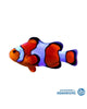 Percula Clownfish (Amphiprion percula)