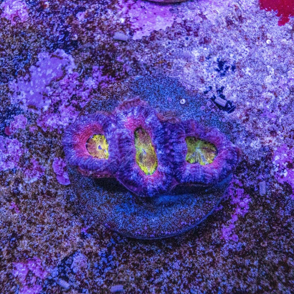 Acan. Micromussa Frag