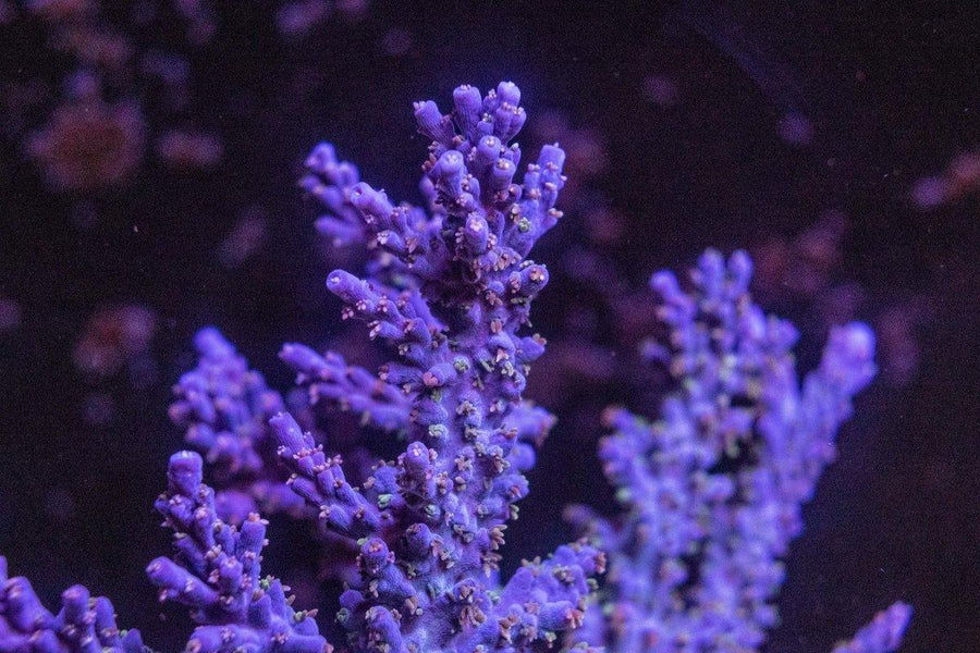 AMA "Acropora Horrida" Cut To Order Frag - Aquamarine Aquaristic - 