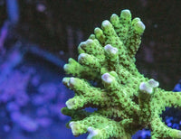 AMA "Aussie Green Goblin" Cut To Order Frag