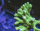 Anacropora