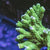 Anacropora