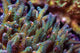 Acropora