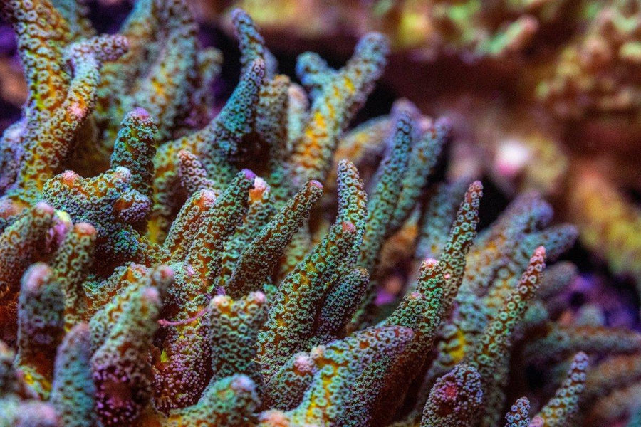 AMA "Bird Of Paradise" Cut To Order Frag - Aquamarine Aquaristic - 