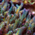 Acropora