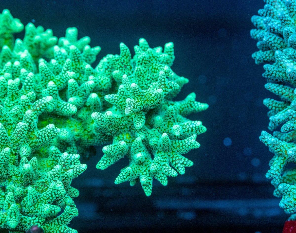 AMA "Birdnest" Cut To Order Frag