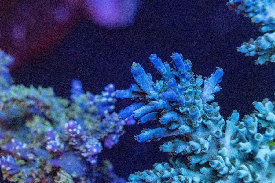 AMA "Blue Echinata" Cut To Order Frag - Aquamarine Aquaristic - 