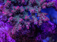 AMA "Blueberry Pie" Cut To Order Frag