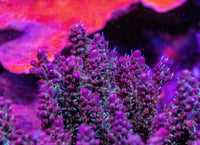 AMA "Blueberry Pie" Cut To Order Frag