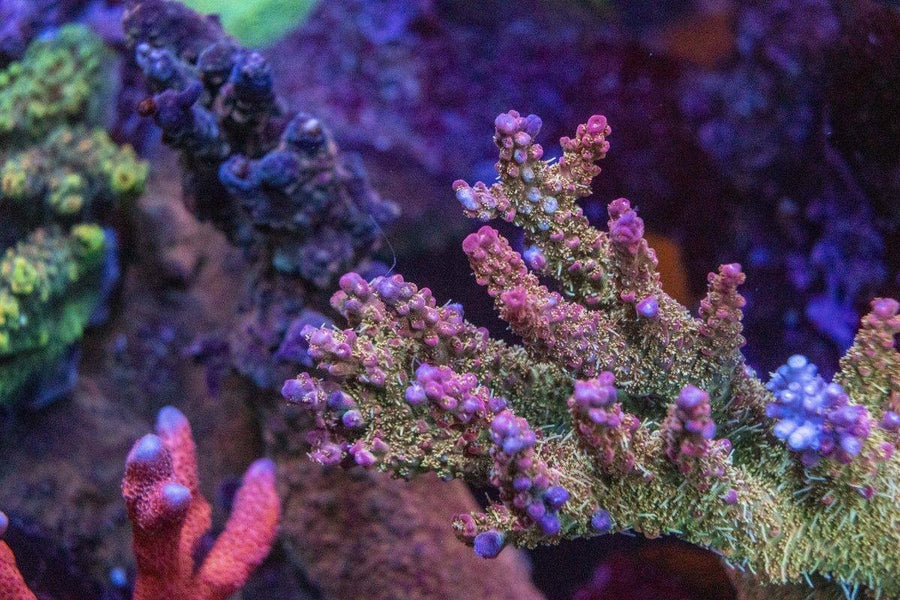 AMA "Confetti" Cut To Order Frag - Aquamarine Aquaristic - 