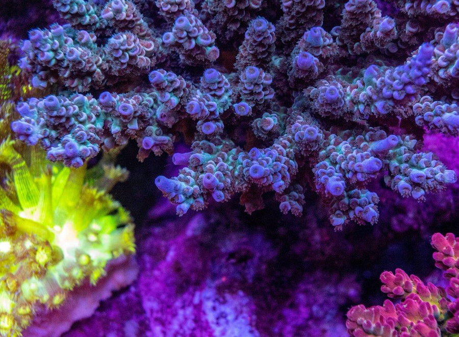 AMA "Dark Blue Tenuis" Cut To Order Frag - Aquamarine Aquaristic - 