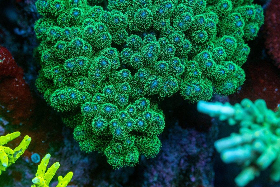 AMA "Electric Pocci" Cut To Order Frag - Aquamarine Aquaristic - 