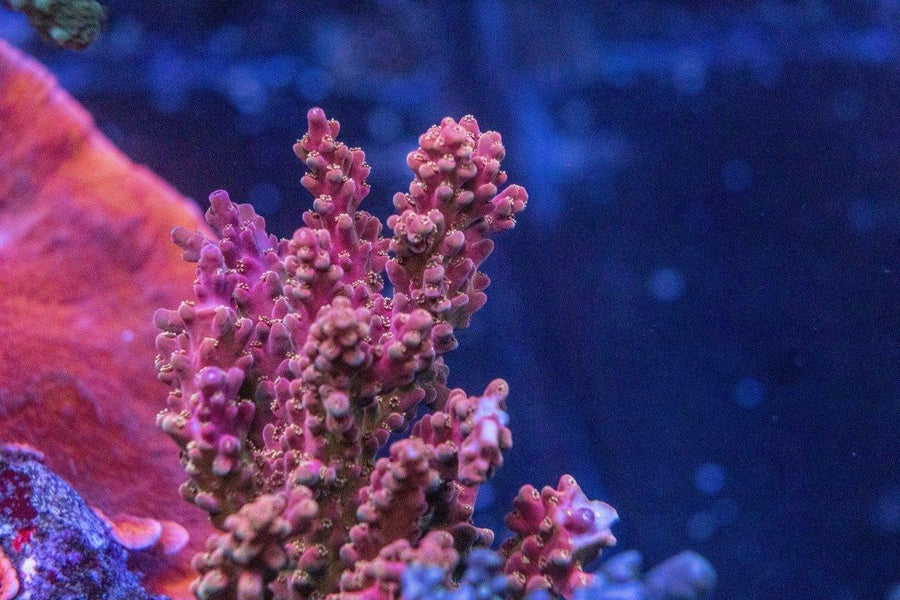 AMA "Fire Truck" Cut To Order Frag - Aquamarine Aquaristic - 