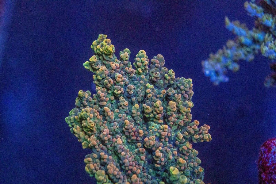 AMA "Fruity Pebbles" Cut To Order Frag - Aquamarine Aquaristic - 