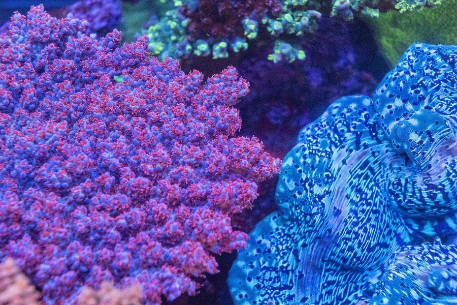 AMA "Man of steel" Cut To Order Frag - Aquamarine Aquaristic - 