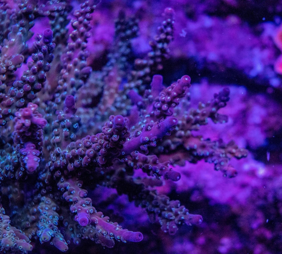 AMA "Nightshade" Cut To Order Frag - Aquamarine Aquaristic -