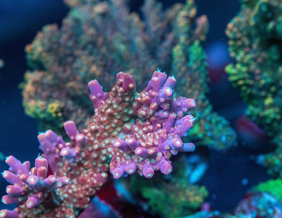 AMA "Nubbly Nutz" Cut To Order Frag