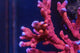 AMA "Pink Digitata" Cut To Order Frag