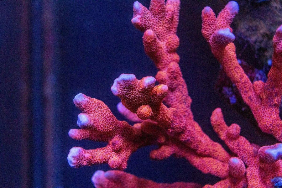 AMA "Pink Digitata" Cut To Order Frag - Aquamarine Aquaristic - 